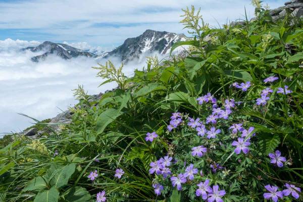 撮影地: 小蓮華山、撮影時期: 8月上旬