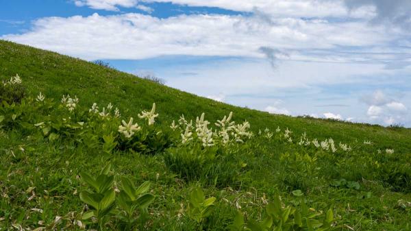 撮影地: 蝶々深山、撮影時期: 6月下旬
