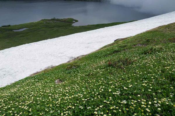 撮影地: 白馬大池、撮影時期: 8月上旬