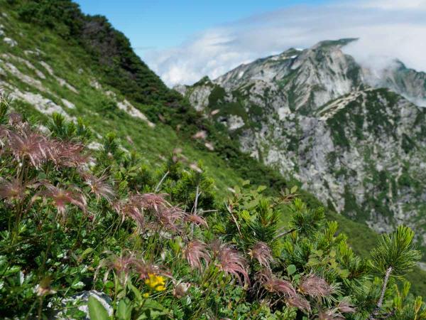 撮影地: 唐松岳、撮影時期: 8月中旬