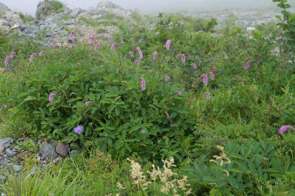撮影地: 八方尾根、撮影時期: 7月中旬