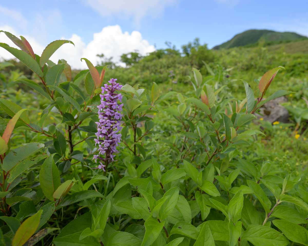 テガタチドリ(雨飾山、7月上旬)