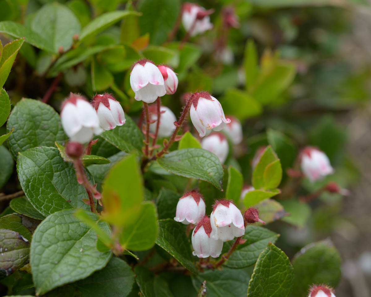 アカモノ(高妻山、7月上旬)