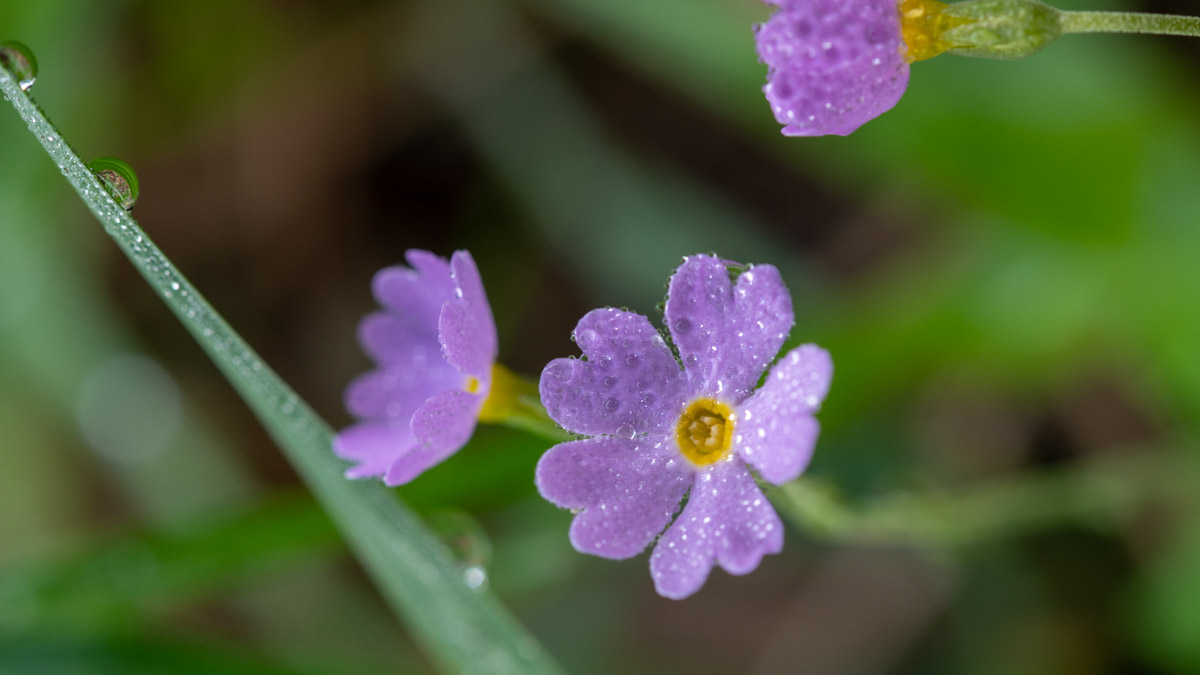 八方尾根の花めぐり(7月中旬)