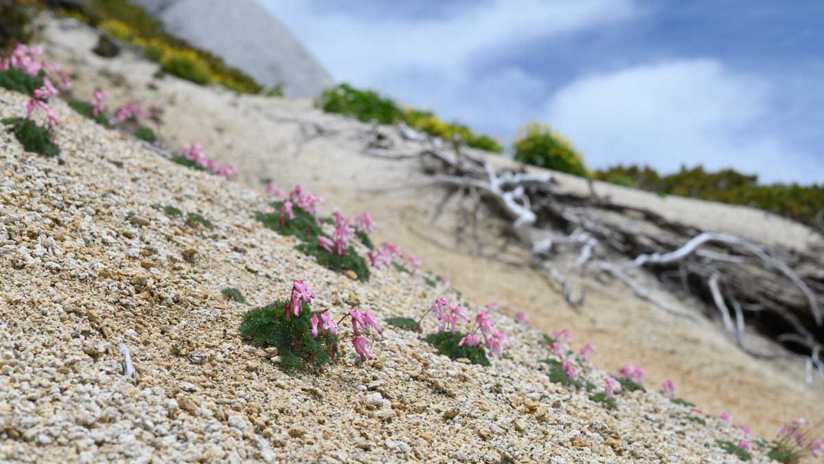 燕岳の花めぐり(7月上旬)