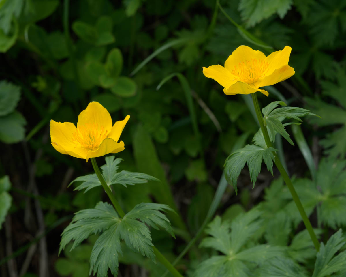 シナノキンバイ