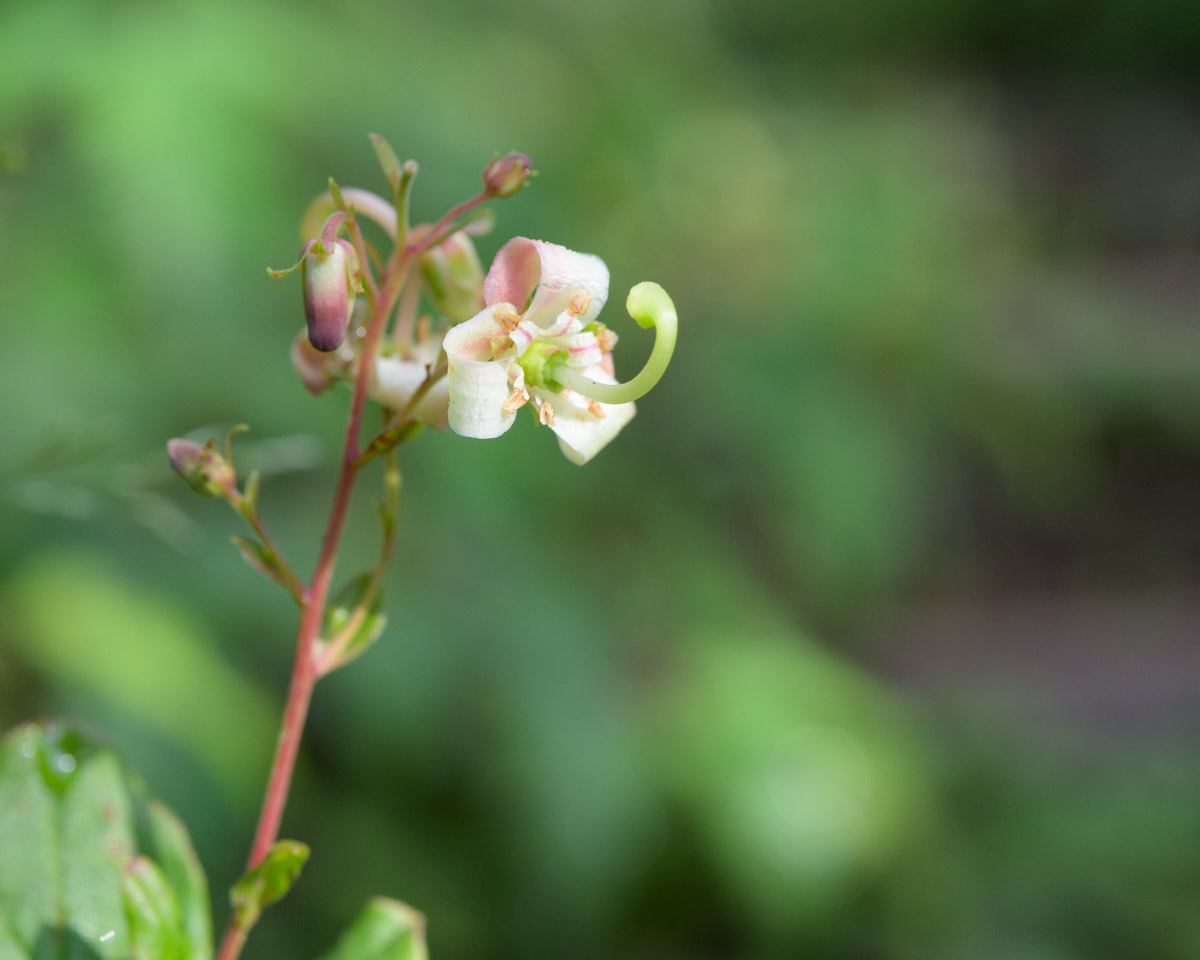 ミヤマホツツジ