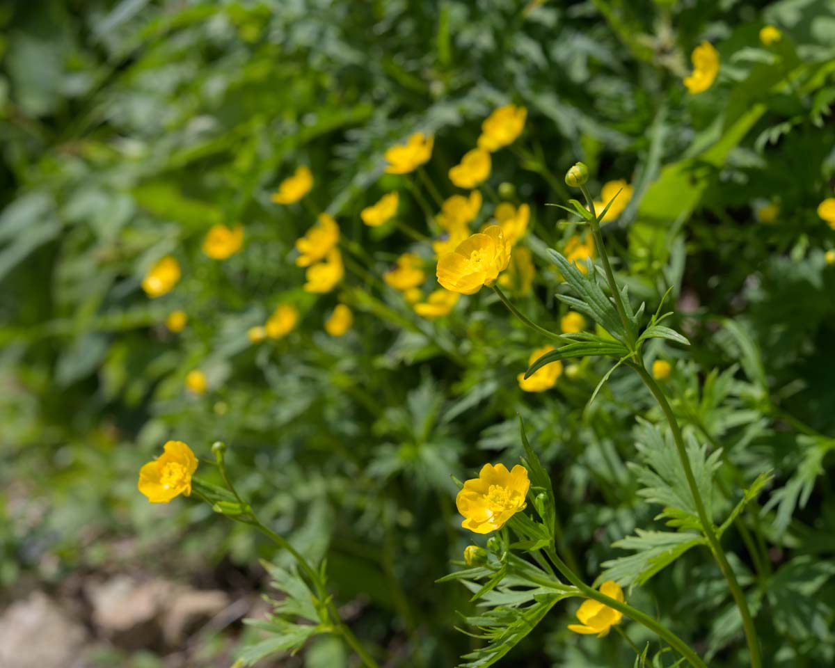 ミヤマキンポウゲ