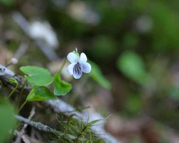 ウスバスミレが咲く場所と花期(長野県) 信州 トレイル花めぐり