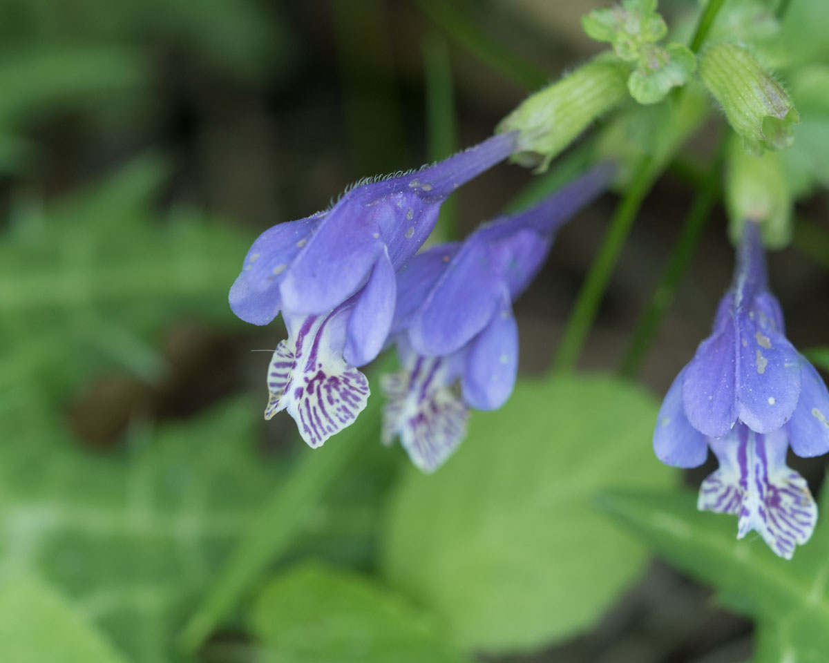 ラショウモンカズラ