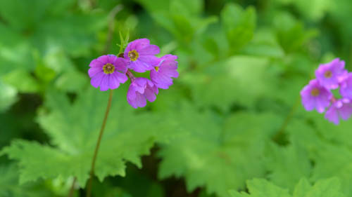 蝶ヶ岳の花めぐり(7月上旬、三股コース)