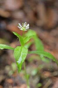 撮影地: 独鈷山(4月下旬)