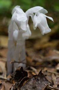 撮影地: 高妻山(6月下旬)