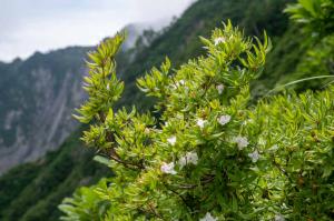 撮影地: 雨飾山(7月上旬)