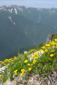 撮影地: 燕岳(7月上旬)