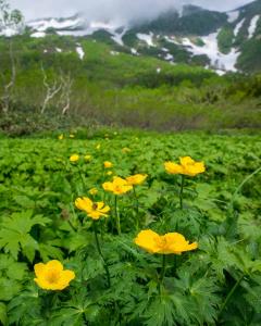 撮影地: 栂池自然園(7月上旬)