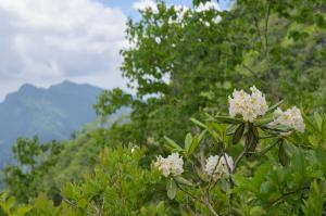 撮影地: 高妻山(7月上旬)