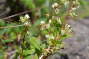 撮影地: 見晴岳(池の平湿原)(8月上旬)