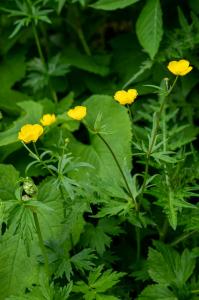 撮影地: 八方尾根(7月中旬)