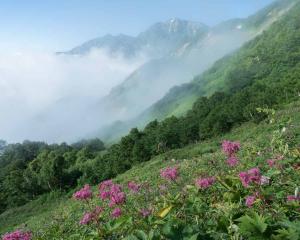 撮影地: 八方尾根(8月中旬)