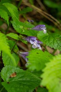 撮影地: 高妻山(6月下旬)