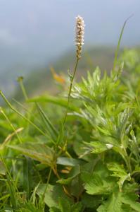 撮影地: 雨飾山(6月下旬)